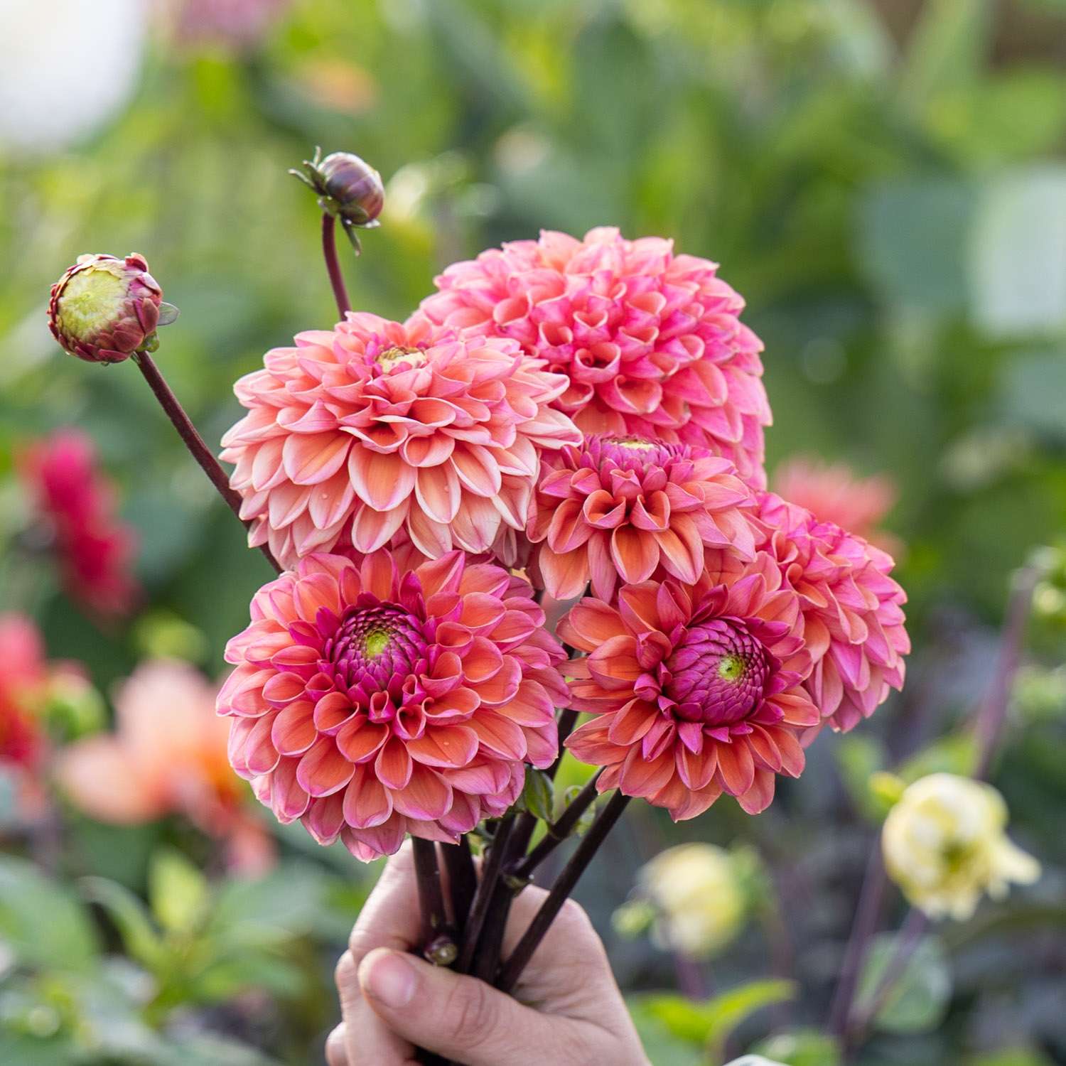 Dahlia 'Daisy Duke'